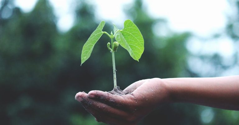 green living tips to maintain sustainability year-round